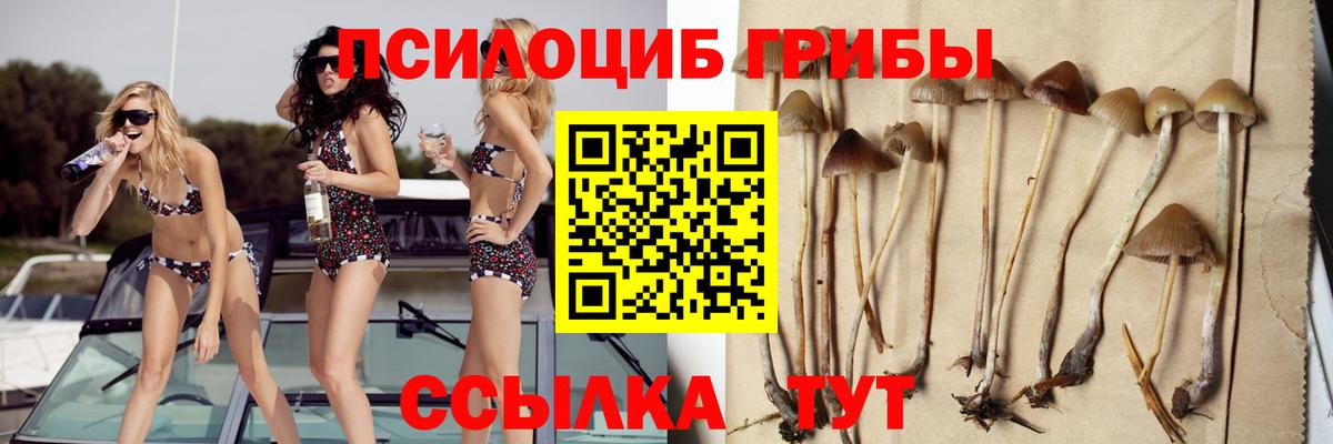 Черногорск  Галлюциногенные грибы Cubensis  Вход с VPN 